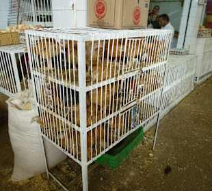 Viel zu kleine Käfige