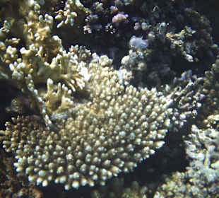 Herrliche Korallen am Riff