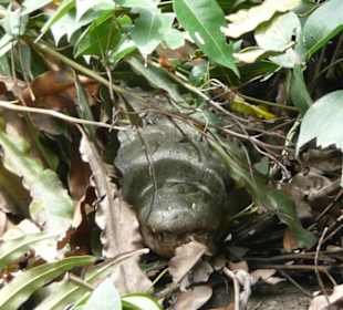 Krokodil im Mangrovenwald