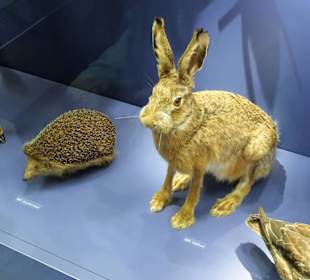 Abteilung "Naturschätze Thüringens"