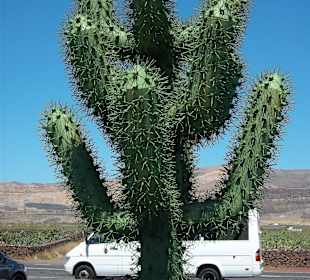 Der braucht kein Wasser, nur Entroster und Farbe