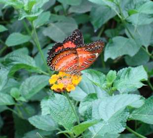 Schmetterling