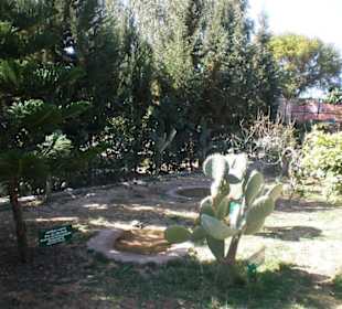 Diverse Pflanzen & Bäume- tolle Ansicht