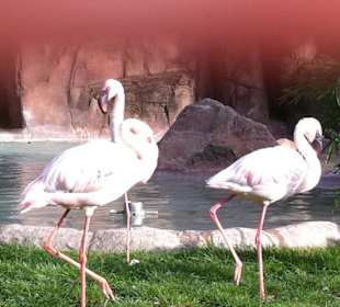 Coppia di fenicotteri