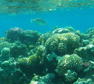 Schützt diese Unterwasserwelt