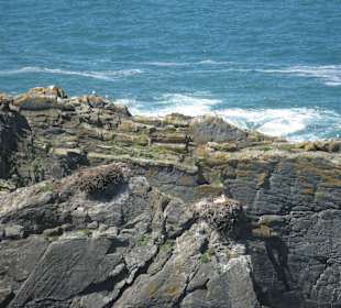 Cabo Sardão