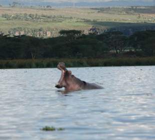 Hippo