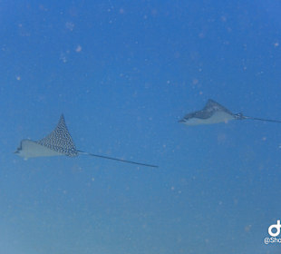 Schnorcheln Marsa Alam
