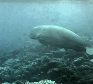 Schnorcheln Marsa Alam