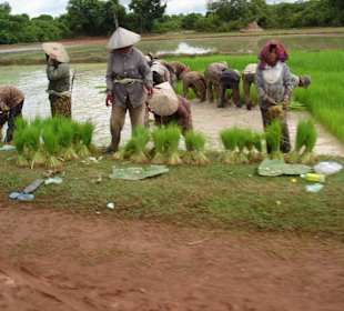 Angkor chramy