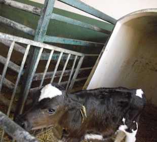 Auf der Rani Farm