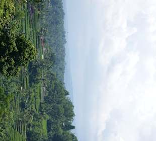 Reisterrassen auf Bali