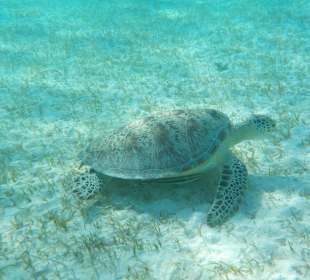 Schnorcheln Marsa Alam