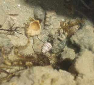 Fragmenty wspaniałej rafy