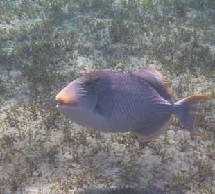 Blauer Drückerfisch