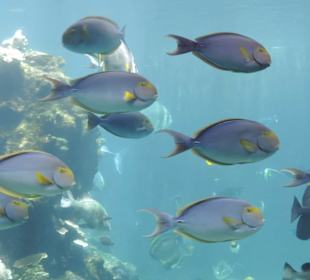 Im Aquarium unterwegs