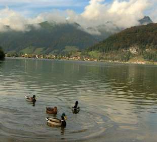 Walchsee mit Blick auf den Ort Walchsee 
