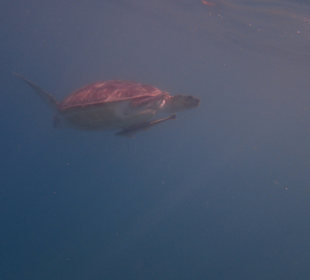 Schnorcheln Marsa Alam