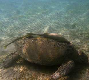 Schildkröte 