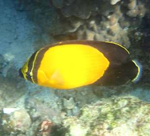 Unterwasserwelt Musandam