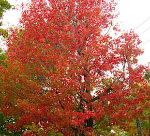 Autumn splendour! Île d'Orleans