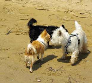 Strand von Bibione 06-2010