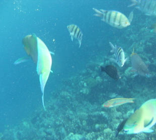 Fotografieren beim Schnorcheln