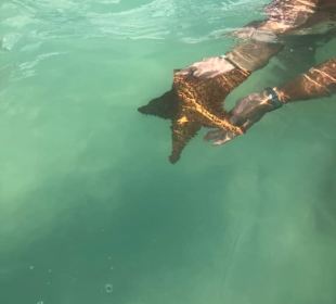 Seestern in der natural piscina