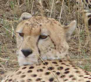 Gepard