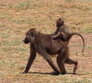 Pavianmutter mit Kind