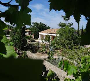 Hippocrates Garden