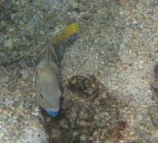 Unterwasserwelt Musandam