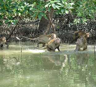 Schwimmende Affen