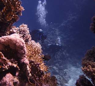Tauchen Marsa Alam