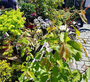 Grün- und Zierpflanzen