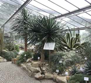 Wüstenpflanzen -  Alter Botanischer Garten