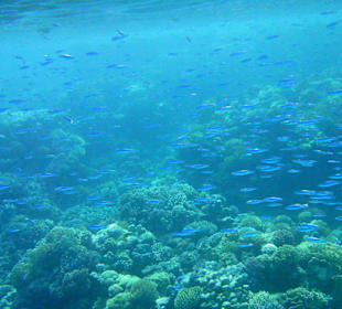 Hausriff des Makadi Palace