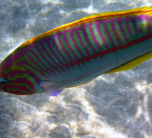 Schnorcheln Marsa Alam