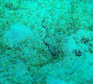 Tauchen in Abu Dabab