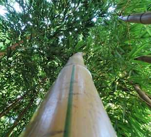 Im Bambushain von Schloss Trauttmansdorff