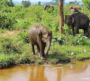 Udawalawe Nationalpark