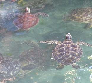 Schnorcheln Kiwengwa Beach