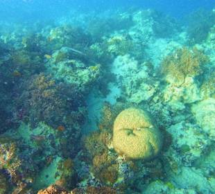 Schnorcheln Kiwengwa Beach