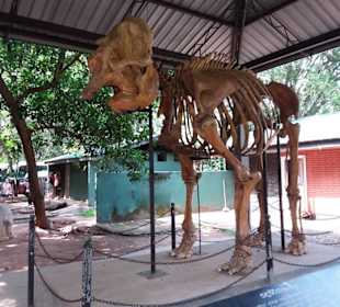 Elefantenreiten Sigiriya