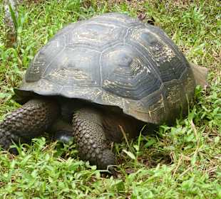 Riesenschildkröten in freier Natur