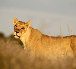 Löwin im Sonnenaufgang Bereich Polentswa