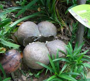 Kokosnüsse