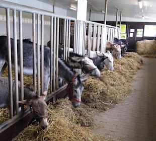 Eselpark-Impressionen