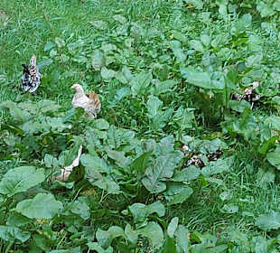 Wildpark Osterzgebirge