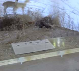 Staatliches Naturkunde Museum